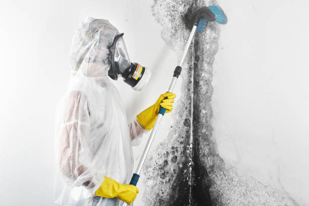 Northchase, NC Mold Removal Company