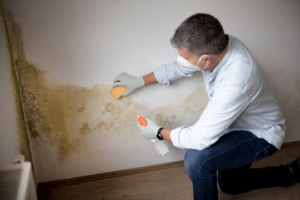 Environmental Consulting for Mold Prevention in Northchase, NC